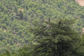 ardahanda-yanginlarin-onlenmesi-amaciyla-ormanlik-alanlara-giris-yasaklandi