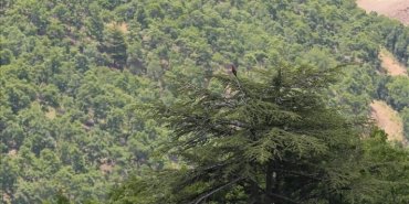 ardahanda-yanginlarin-onlenmesi-amaciyla-ormanlik-alanlara-giris-yasaklandi