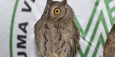 nesli-tukenme-tehlikesi-altindaki-6-kus-korumaya-alindi