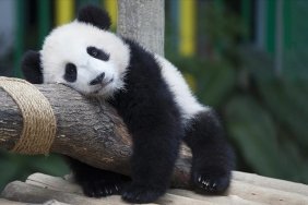 cin-devlet-baskaniabdye-dostluk-elcisi-olarak-panda-gonderiyor