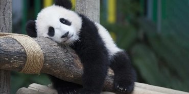 cin-devlet-baskaniabdye-dostluk-elcisi-olarak-panda-gonderiyor