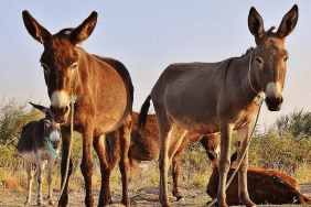 afrika-birliginden-esek-derisi-ticaretine-yasak