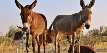 afrika-birliginden-esek-derisi-ticaretine-yasak