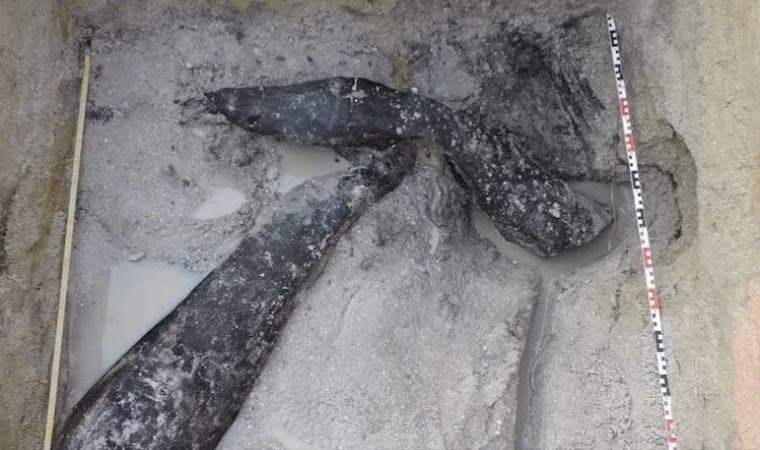 İleri Hominin Türlerinin Ahşap Alet Kullanımı