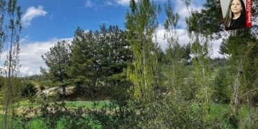 orman-nufusu-ve-sirketlerin-tehdidi-uVq7iis5.jpg