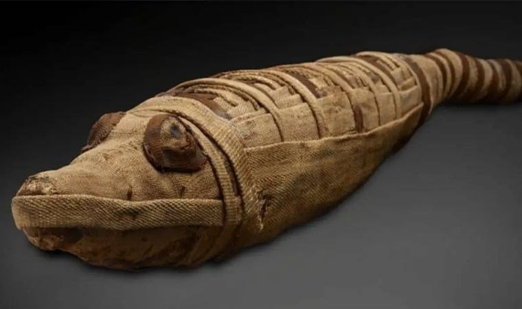 Timsahların Özel Bakımı