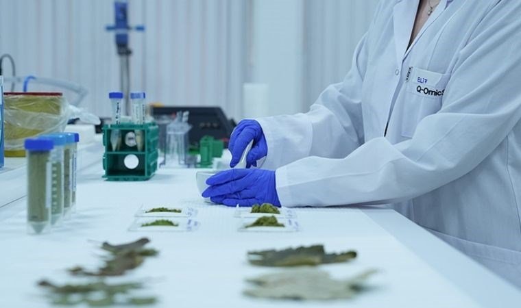Atık Yapraklardan Bitkisel Protein Üretimi Araştırması