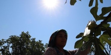aydin-inciri-hasat-donemi-ve-uretici-gorusleri-Je4MelVp.jpg