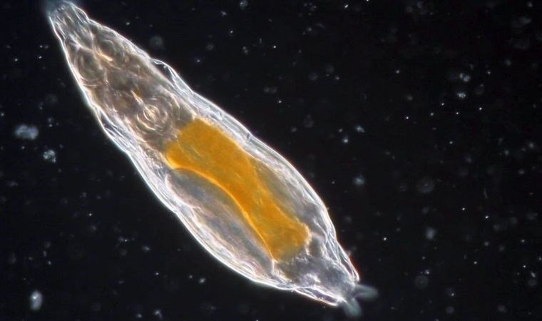 Antibiyotik Gelişimi İçin Umut Veren Keşif