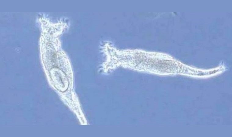 Bdelloid Rotiferler: Yeni Antibiyotiklerin Gelişimine Umut