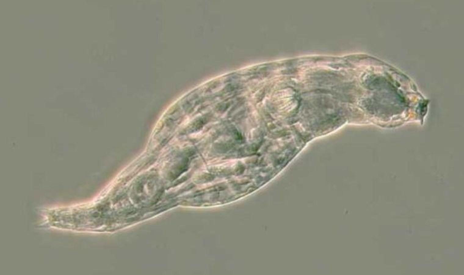 bdelloid-rotiferler-yeni-antibiyotiklerin-gelisimine-umut-TOiCdWJ6.jpg