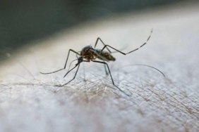 bocek-alerjilerine-dikkat-yaz-aylarinda-artan-riskler-nWPSIwfZ.jpg