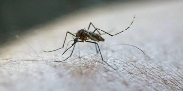 bocek-alerjilerine-dikkat-yaz-aylarinda-artan-riskler-nWPSIwfZ.jpg