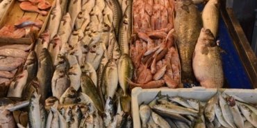 iklim-degisikligi-ve-deniz-canlilari-etkileri-ve-balikcilik-durumu-Ol9h8HeT.jpg
