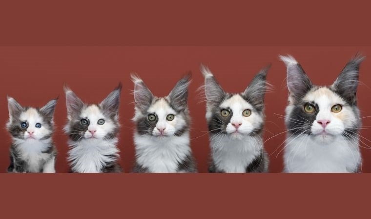 KEDİLERİN GENETİK EVRİMİ VE KOKU ALMA YETENEKLERİ