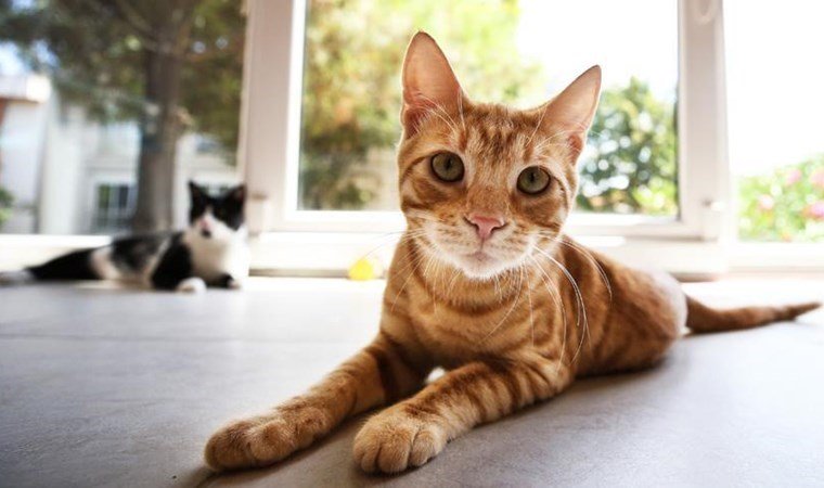 KEDİLER NASIL FARKLI TÜRLERE EVRİMLEŞTİ?