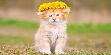 kedilerin-genetik-evrimi-ve-koku-alma-yetenekleri-WHxyA5mz.jpg