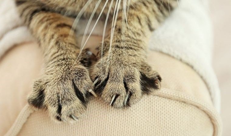 KEDİLERİN KURABİYE YAPMA DAVRANIŞI