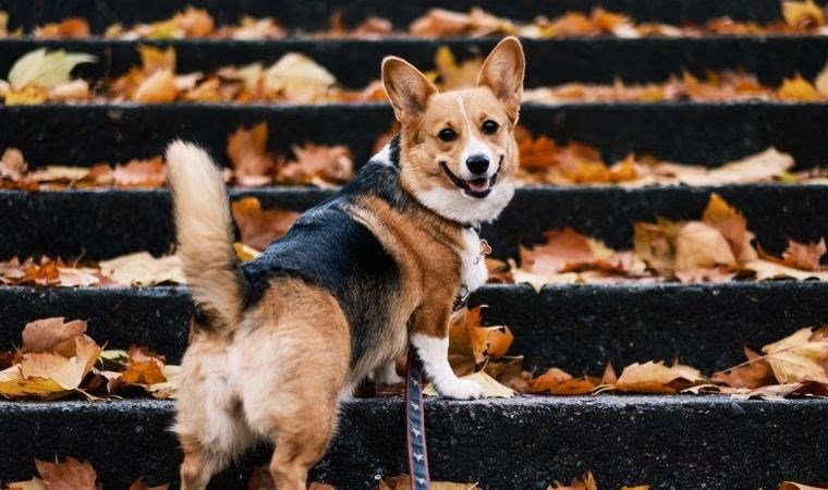 Köpeklerin Duygusal Algısı: Stres ve Davranış İlişkisi