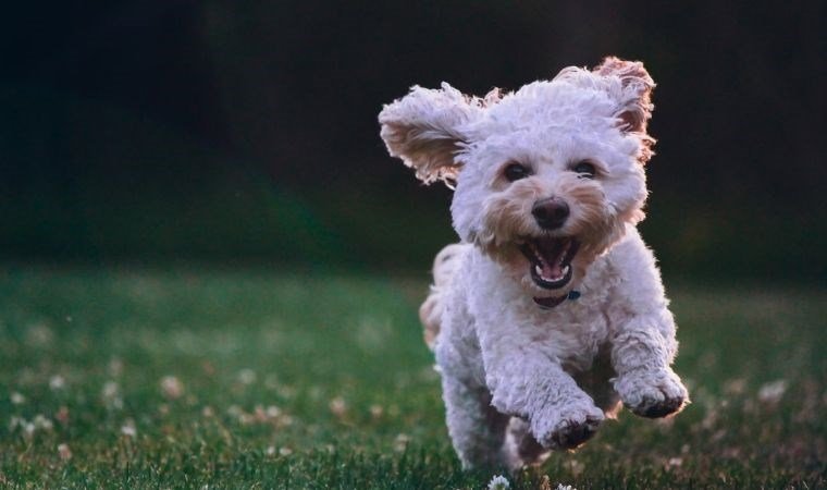 Köpeklerin Duygusal Algısı: Stres ve Davranış İlişkisi