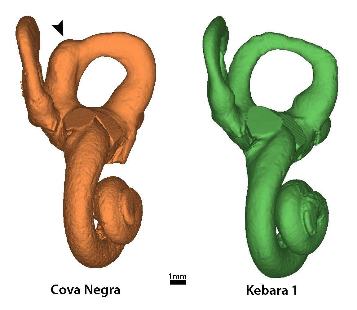 MODERN İNSANLARI EVRİM TARİHİNDE EŞSİZ KILAN NEDİR?