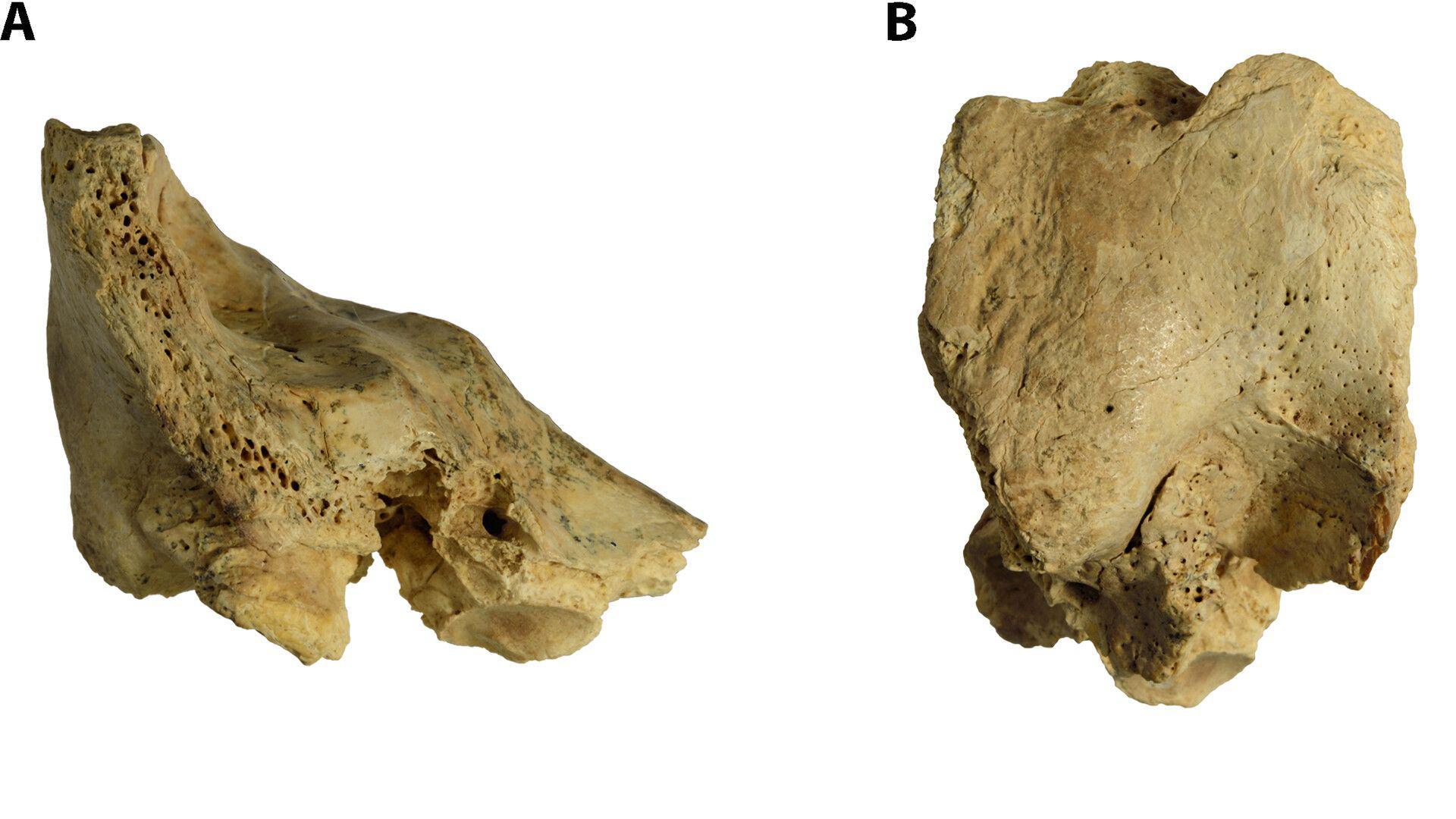 Neandertallerin Bakım Verme Davranışları ve Modern İnsanların Evrimsel Gelişimi