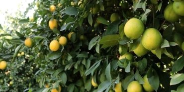 adanada-mayer-cinsi-limon-hasadi-basladi-bglyD83i.jpg
