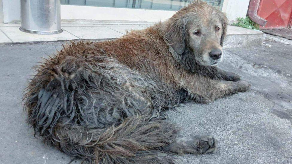 Happy Paws Puppy Rescue Türkiye'de Sokak Köpeklerini Kurtarıyor