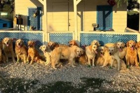 happy-paws-puppy-rescue-turkiyede-sokak-kopeklerini-kurtariyor-xyuRJDzg.jpg