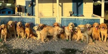 happy-paws-puppy-rescue-turkiyede-sokak-kopeklerini-kurtariyor-xyuRJDzg.jpg