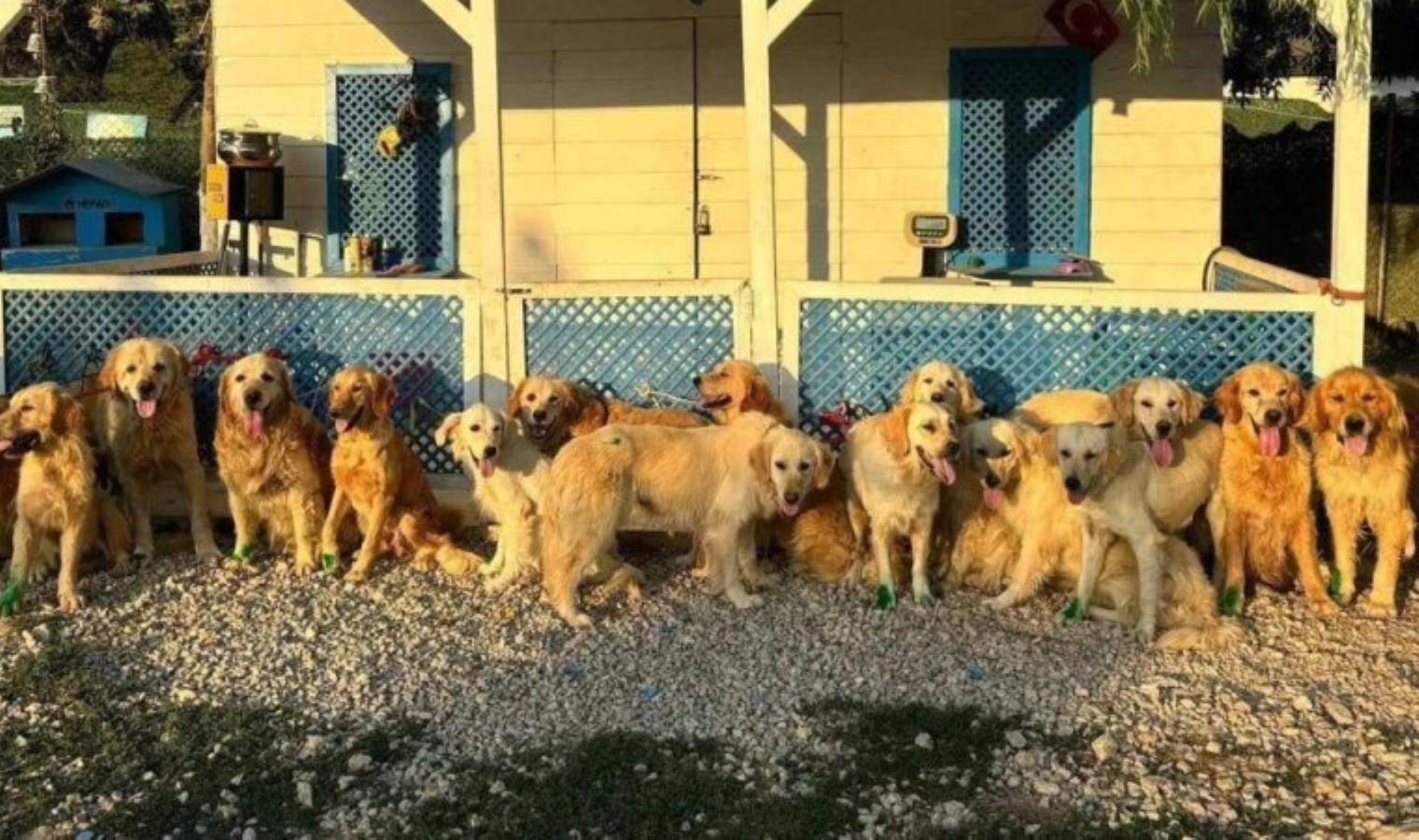 happy-paws-puppy-rescue-turkiyede-sokak-kopeklerini-kurtariyor-xyuRJDzg.jpg