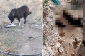 nigdede-hayvan-katliami-iddialari-ve-chpnin-tepkisi-sebsR5q2.jpg