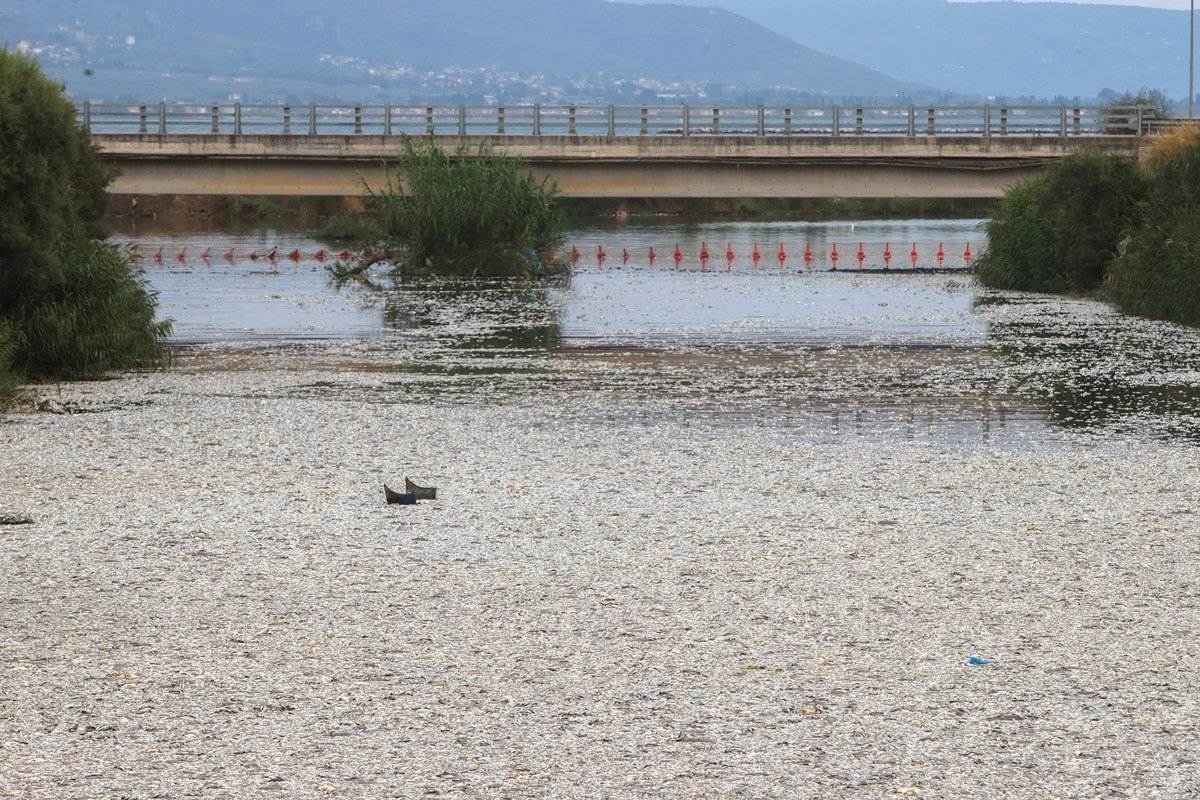 Volos'ta Balık Ölümleri ve Ticari Etkileri