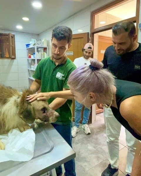 Bir Sokak Köpeğine Yapılan Zulüm: Ateş'in Hikayesi