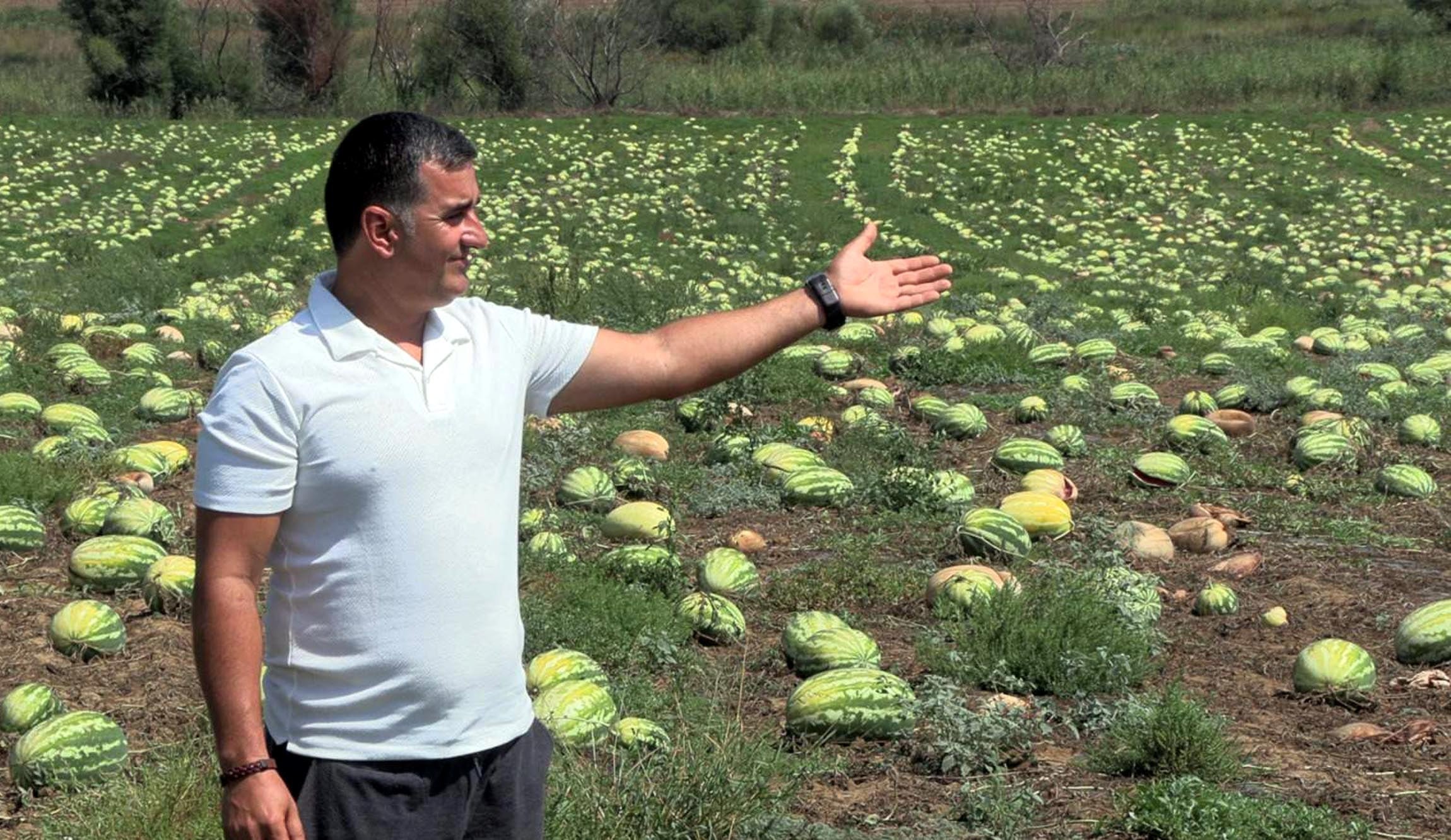 Tekirdağ'da Karpuz Üretimi Büyük Darbe Aldı