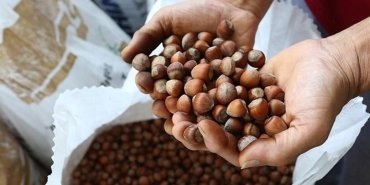 toprak-mahsulleri-ofisinden-findik-alim-duyurusu-x3eFObOB.jpg