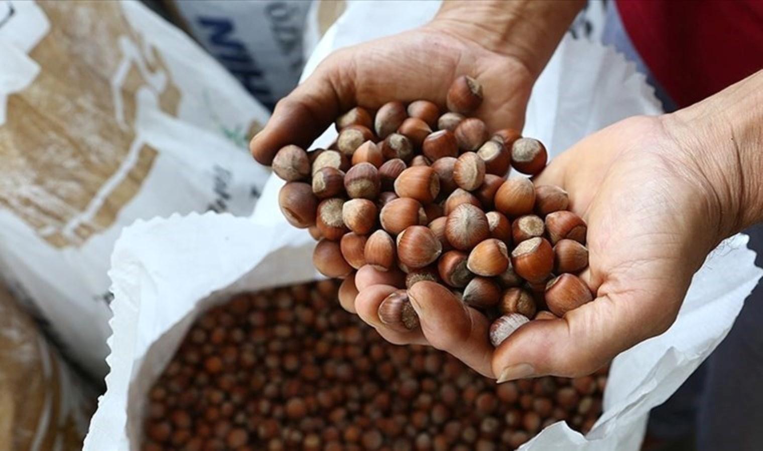 toprak-mahsulleri-ofisinden-findik-alim-duyurusu-x3eFObOB.jpg