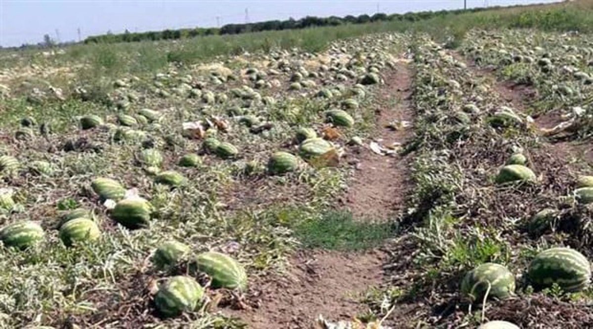 Türkiye'de Tarım Krizi: Çiftçilerin Mücadeleleri ve Ürün Fiyatları