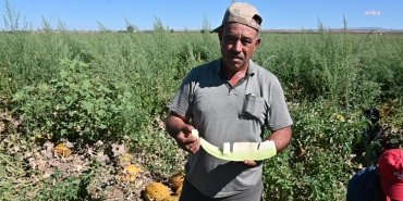 yerkoyde-kavun-karpuz-hasadi-ciftcilerin-zorluklari-ve-piyasa-durumu-L5UuwxCA.jpg