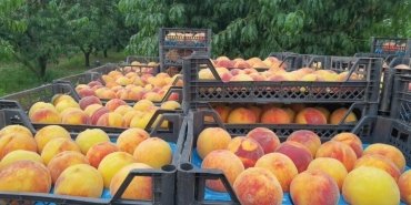 ciftciden-uretici-ve-market-fiyatlari-arasindaki-dengesizlige-tepki-YRx7cYwV.jpg