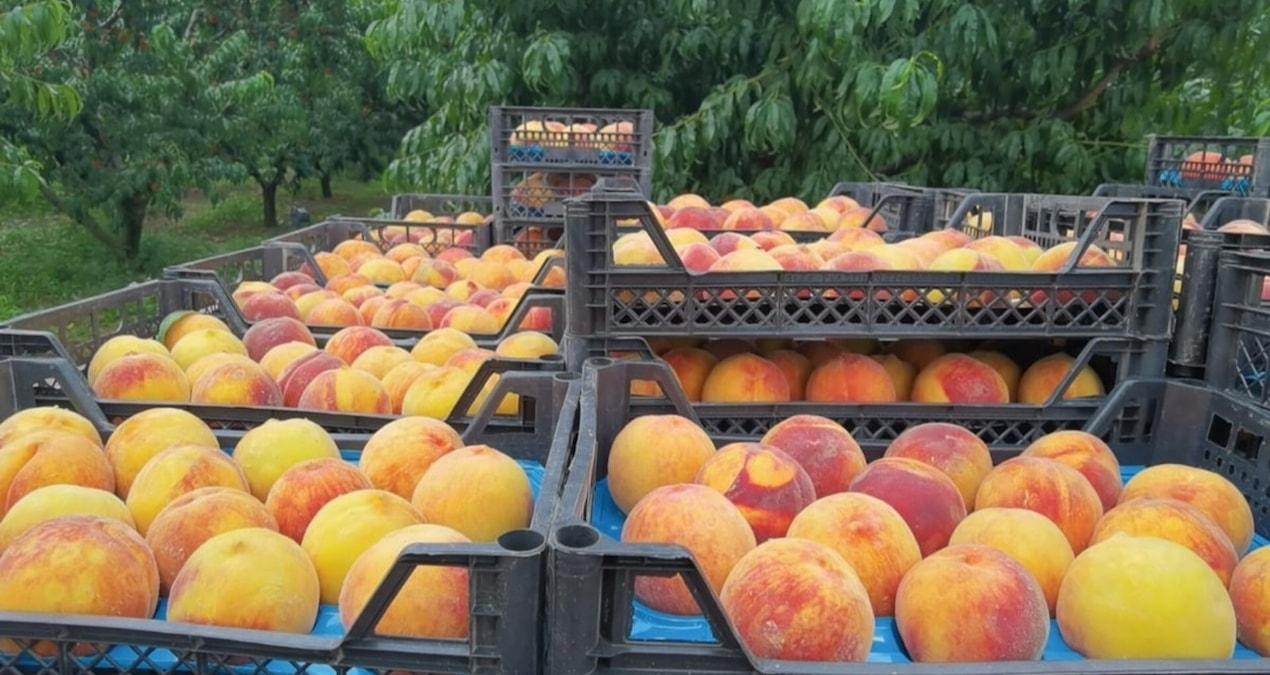 ciftciden-uretici-ve-market-fiyatlari-arasindaki-dengesizlige-tepki-YRx7cYwV.jpg