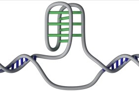dnamizin-derinliklerindeki-50000-gizemli-dugum-bilim-dunyasini-saskina-ceviren-harita-3fBmaB4h.jpg