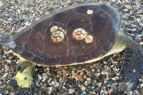 alanyada-bir-caretta-caretta-basi-koparilmis-bir-sekilde-bulundu-W1CFneYv.jpg