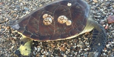 alanyada-bir-caretta-caretta-basi-koparilmis-bir-sekilde-bulundu-W1CFneYv.jpg