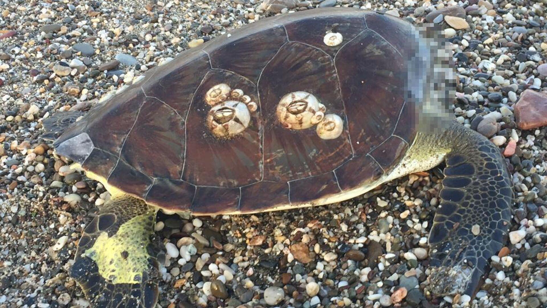 alanyada-bir-caretta-caretta-basi-koparilmis-bir-sekilde-bulundu-W1CFneYv.jpg