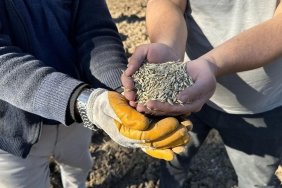 bugdayin-atasi-olan-12-bin-yillik-siyez-bugdayi-kastamonuda-toprakla-bulustu-PCOIgS73.jpg