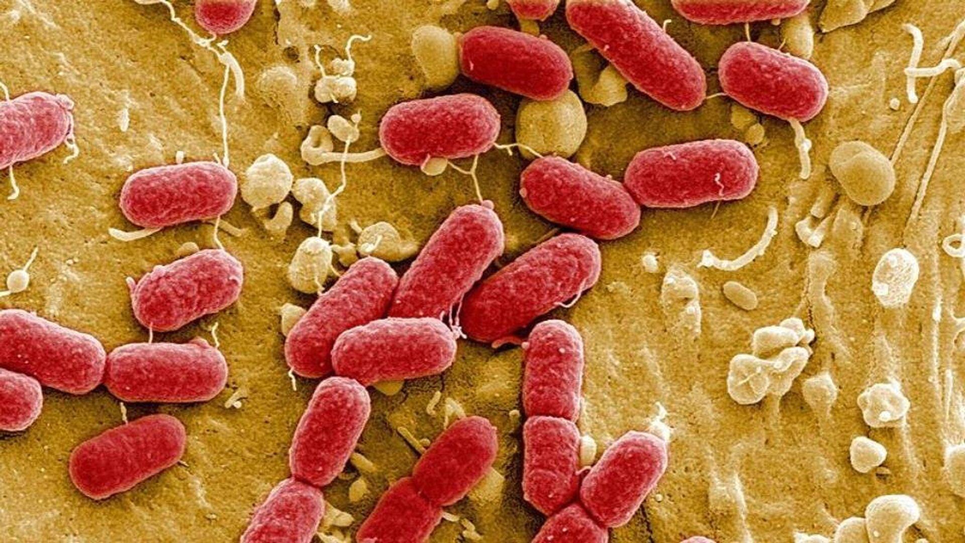 floridada-kasirga-sonrasi-et-yiyen-bakteri-vakalari-artti-hizlica-yayilan-virus-sebebiyle-13-kisi-oldu-T7IMqUbz.jpg