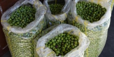 tezgahta-yerini-aldi-kilosu-100-lirayi-buluyor-en-iyi-yesil-zeytin-tarifini-verdi-dVVgtj3q.jpg