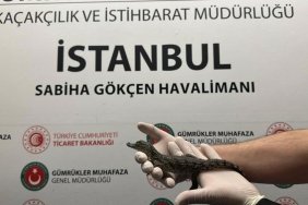 yolcunun-valizinden-farkli-turlerde-17-yavru-timsah-cikti-YFhKOycO.jpg