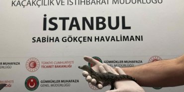 yolcunun-valizinden-farkli-turlerde-17-yavru-timsah-cikti-YFhKOycO.jpg
